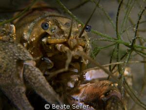 Crayfish Closeup, Taken with Canon G10 and UCL165 by Beate Seiler 